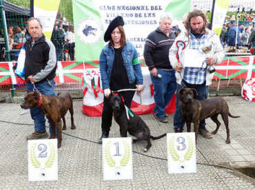 Turtzioz rastrea la genealogía de los perros villanos
