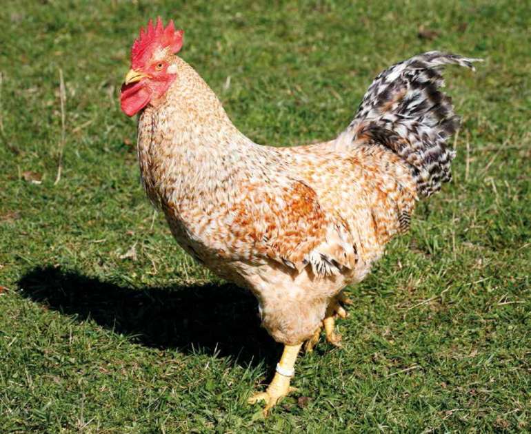 Marraduna Basque Chicken EUSKAL oiloa MARRADUNA – Euskal Abereak